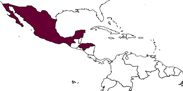 map of Eufriesea pallida     (Kimsey, 1977)